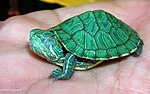 Miniatura para Trachemys scripta scripta