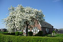 Traditional Dutch farm with appletrees in full blossom at Odijk along the touristic route - panoramio.jpg