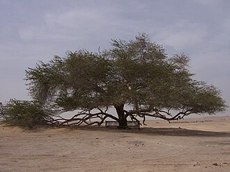 The Tree of Life, a 9.75 meters high Prosopis cineraria tree that is over 400 years old TreeofLife.JPG