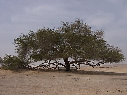 The Tree of Life, a 9.75 meters high Prosopis cineraria tree that is over 400 years old