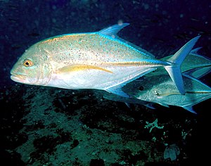 Bluefin mackerel (Caranx melampygus)