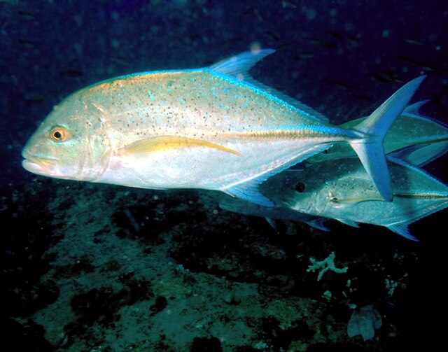 Pretty Like a Bluefin Trevally — Half Past First Cast