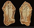 Thumbnail for Triadobatrachus