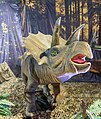 * Nomination Triceratops, Expo Dinosaurs 2023. --Rjcastillo 02:19, 8 September 2023 (UTC) * Promotion  Support Good quality. --Jakubhal 03:40, 8 September 2023 (UTC)