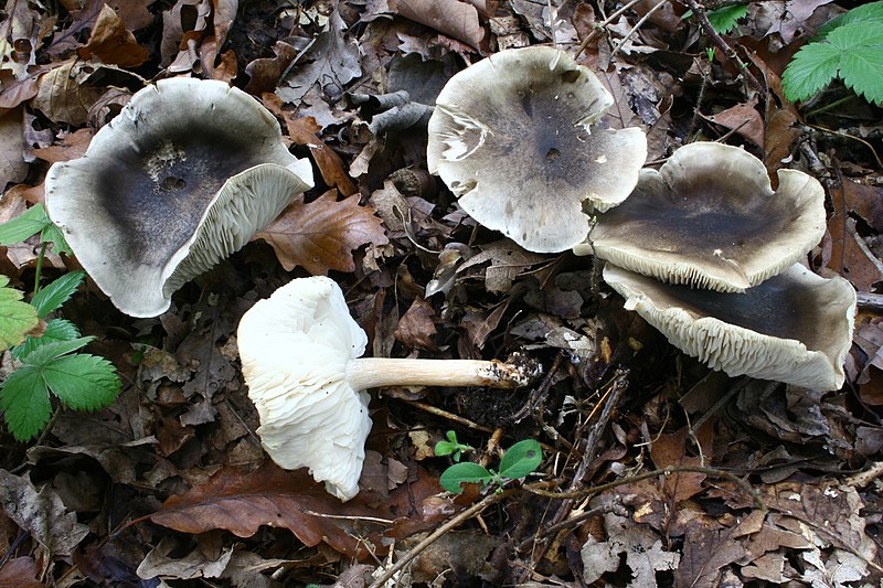 File:Tricholoma saponaceum saponaceum 171005wa.JPG