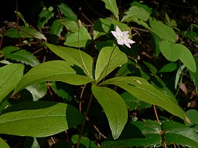 Trientalis borealis