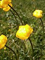 Trollius europaeus