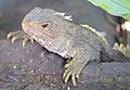 Tuatara