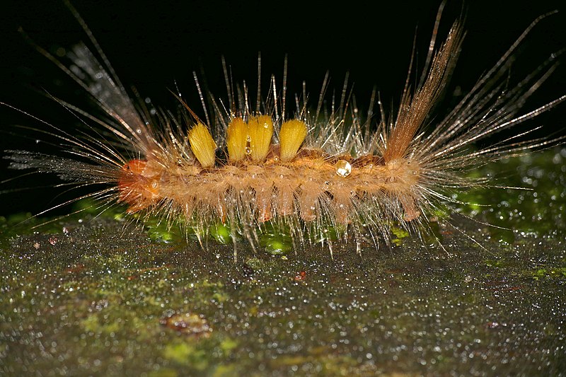 File:Tussock Moth (Lymantriidae) caterpillar (23449081555).jpg