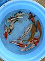 Nisai Mix of various Koi types.