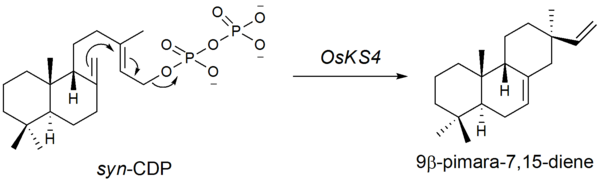 9β-пимара-7,15-диенге дейін син-CDP циклизациясы