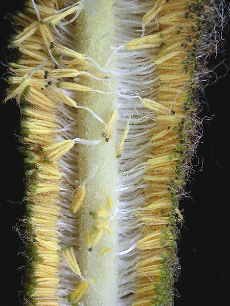 File:Typha angustifolia 15-p.bot-typha.angu-049.jpg