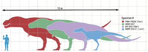 Tyrannosaurusscale.png