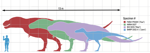 Tyrannosaurusscale