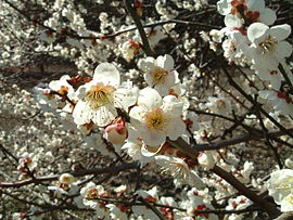 Ume blossom 2005.03.14.jpg