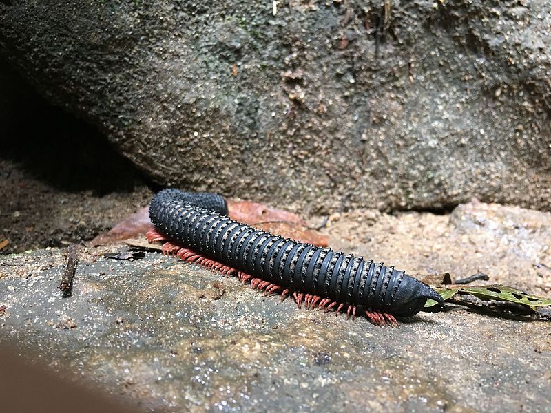 File:Unidentified millipede Kallar reserve forest, Kerala .jpg