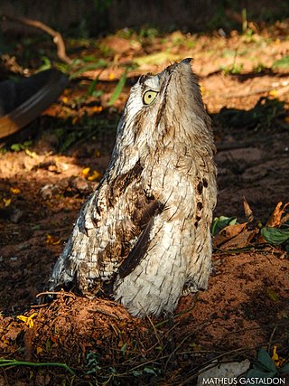 <i>Nyctibius</i> Genus of nocturnal birds of tropical Central and South America