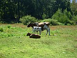 Vaca y su ternero en Valle de las Catas en Radal Siete Tazas, ubicado en zona cordillerana de Región del Maule.