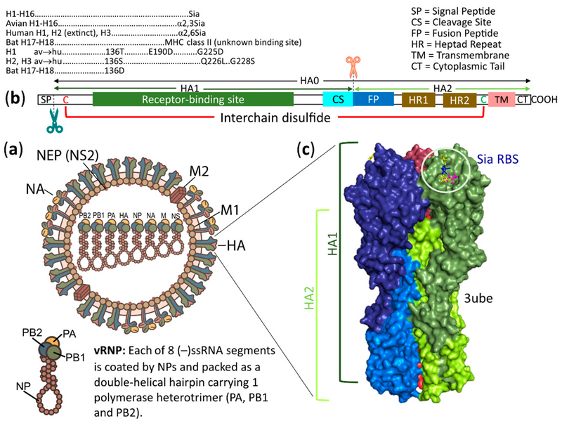 File:Vaccines-08-00587-g001.webp