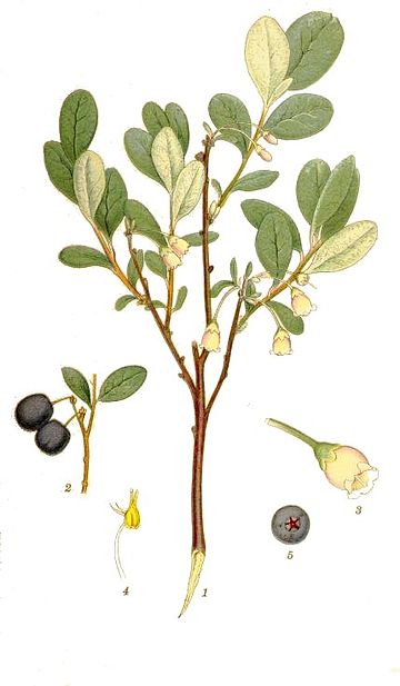 Vaccinium uliginosum