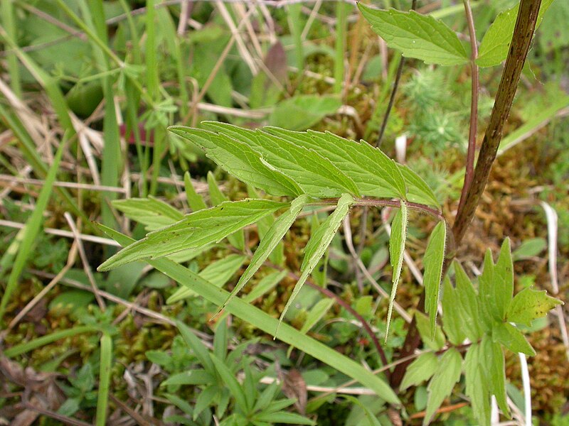 File:Valeriana repens les-monthairons 55 01072007 2.JPG