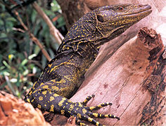 July 13: the monitor lizard Varanus bitatawa