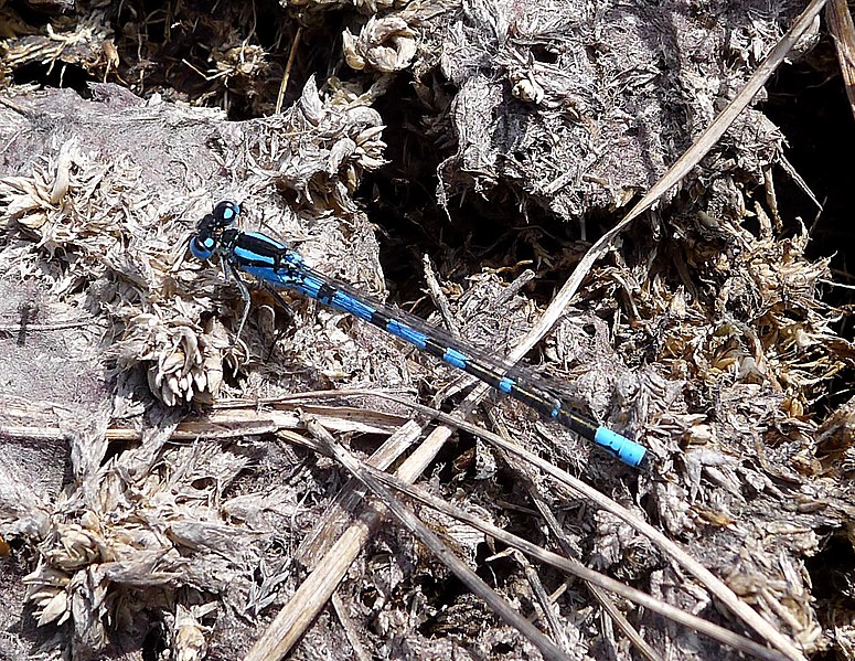 File:Variable Bluet^ Coenagrion Pulchellum. - Flickr - gailhampshire.jpg