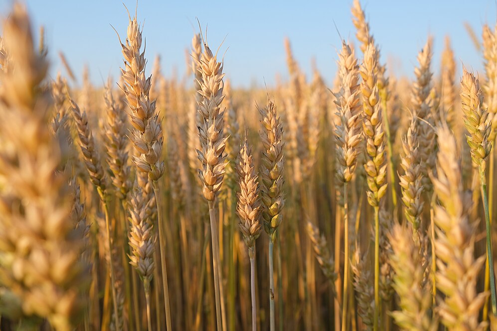 Wheat-avatar