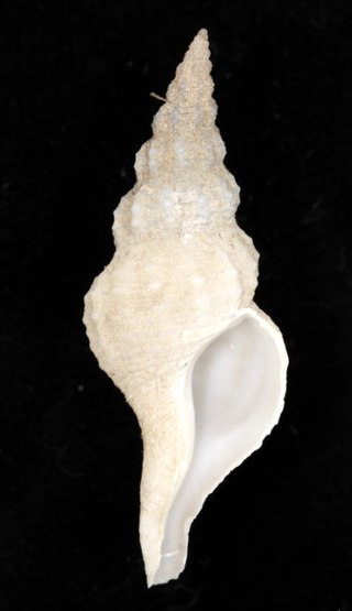 <span class="mw-page-title-main">Vermeijius retiarius</span> Species of gastropod