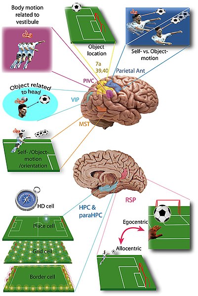 File:Vestibular cortices and spatial cognition.jpg