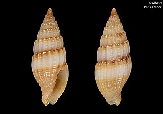 <i>Vexillum gouldi</i> Species of gastropod