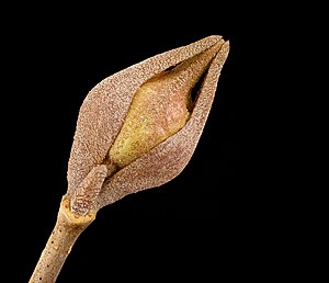 Viburnum prunifolium, Black Haw bud, Howard County, Md, 2018-05-17-23.03.50 ZS (48332702722).jpg