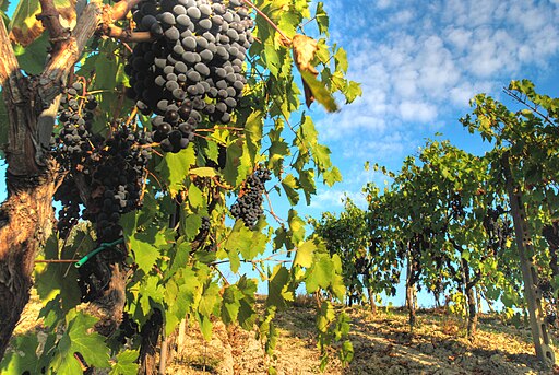Sangiovese is de meest aangeplante druif van Italië, en speelt een hoofdrol in de beroemde wijnen van Brunello di Montalcino, Chianti en Montecucco