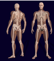 File:Naked human male body front anterior.png - Wikimedia Commons