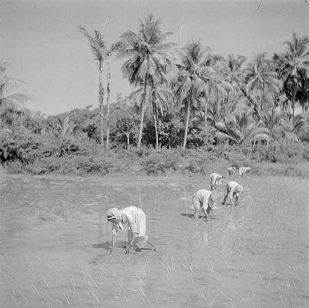 File:Vrouwen planten rijst op de sawah - Women planting rice on the sawah (4600341253).jpg