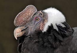 La tête d’un condor des Andes.