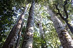 Vignette pour Forêts tempérées de kauris de l'île du Nord