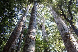 Forêt de Waipoua, groupe d'arbres kauri-2.jpg