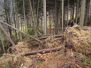 Les: Historie, Druhové složení lesů v Česku, Význam lesa (funkce lesa)