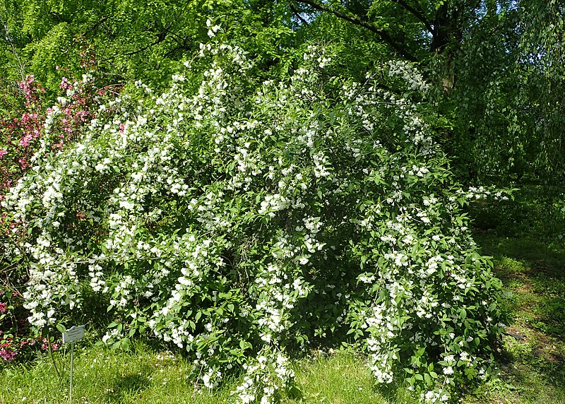 File:Weigela florida 'Candida' kz04.jpg