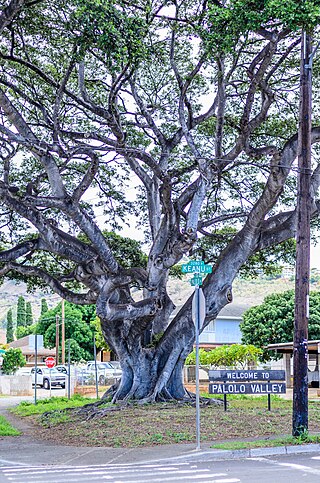 <span class="mw-page-title-main">Palolo, Hawaii</span> Neighborhood in Honolulu, Hawaii, United States