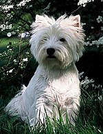 West Highland White Terrier-2.jpg