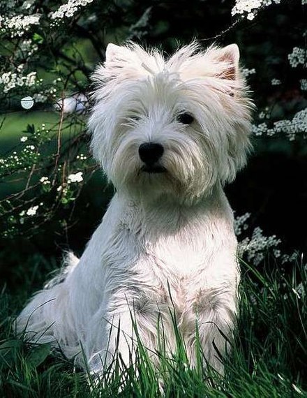 westie