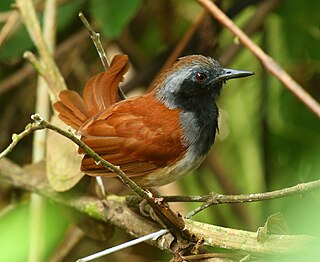 <span class="mw-page-title-main">White-bellied antbird</span> Species of bird