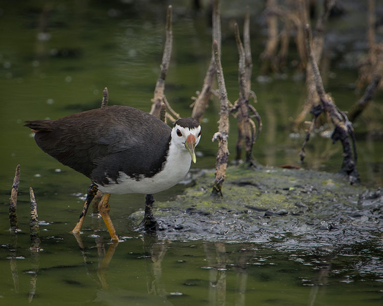 File:White-breasted Waterhen.jpg