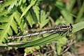 * Nomination White-legged damselfly (Platycnemis pennipes) female, Wiltshire --Charlesjsharp 09:54, 1 June 2018 (UTC) * Promotion  Support Good quality. --Poco a poco 13:13, 1 June 2018 (UTC)