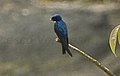 White-throated Blue-Swallow S4E1838 (16953709336) (cropped).jpg