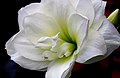 2011-04-20T05:24:11Z : user:Raghith : File:White amaryllis.jpg