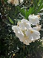 Nerium oleander