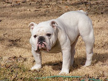 are pit bulls and english bulldogs related